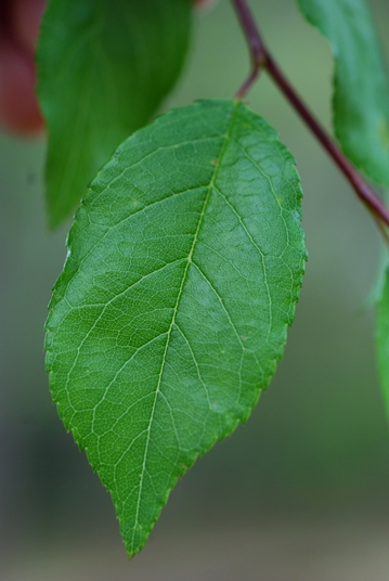 {Prunus umbellata}